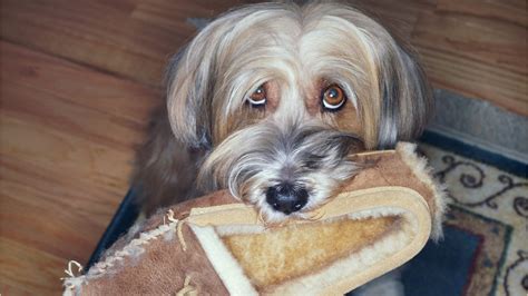 Loyal dogs who refused to leave tragic owner’s side。